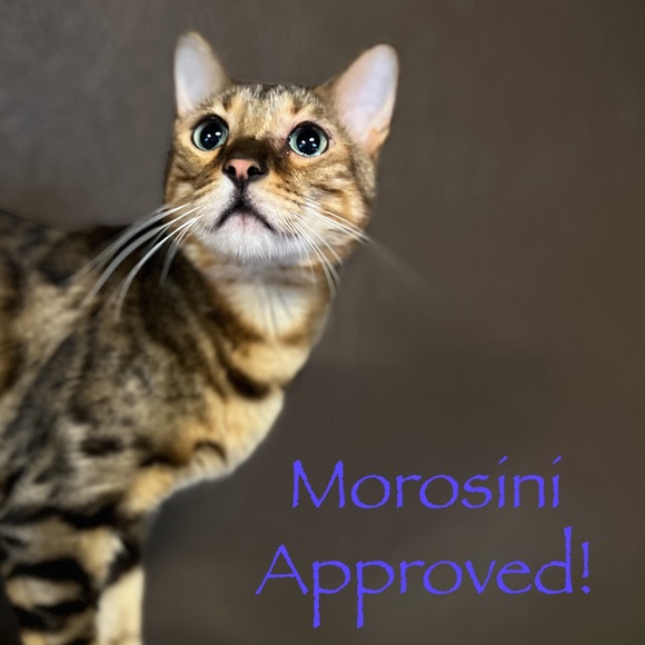 Lucite Heel bebe Boots 6 - Picture 15 of 15